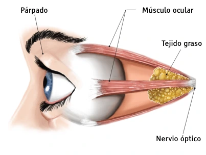 Healthy eye before Thyroid Eye Disease Diagnosis